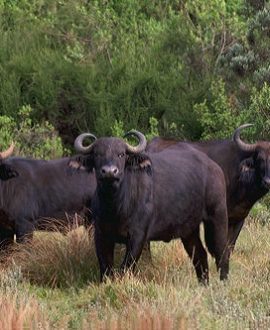 Aberdares National Park