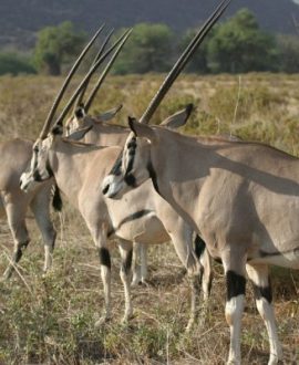 Samburu National Park